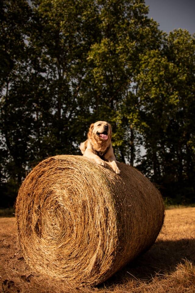 Dog beside hay bales on the farm