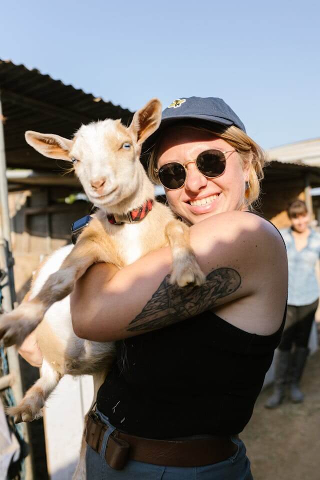 Goat on the farm at Hollowfield